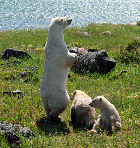 Polar bear Mom on the lookout with cubs at Seal River.