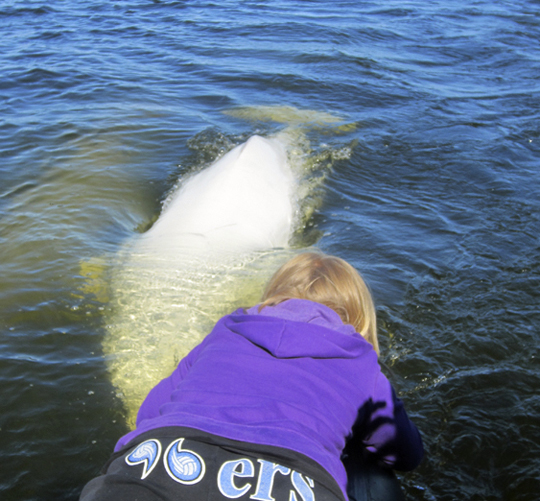 Getting friendly with the Belugas!
