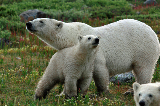 Polar bear mom and cub posing for camera.