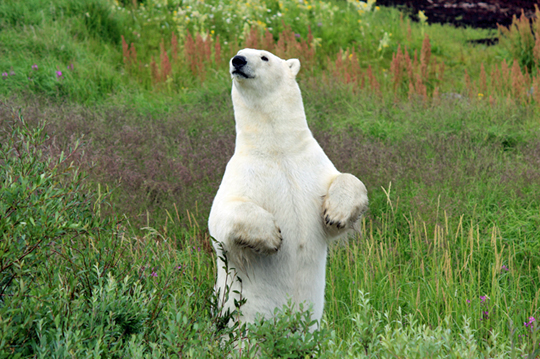 Polar bear standing at Seal River