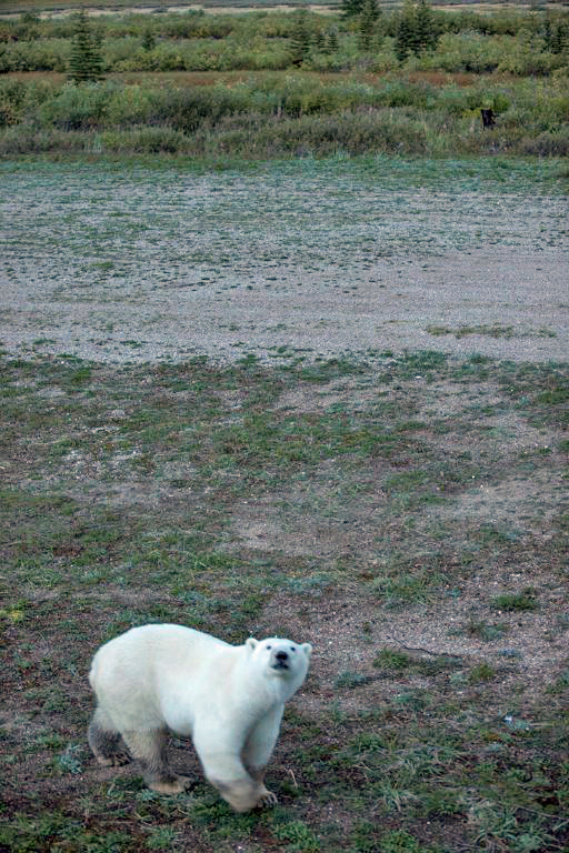 Polar bear and black bear together at Nanuk Polar Bear Lodge