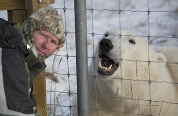 Polar bear and Iain at the Seal River Lodge fence.