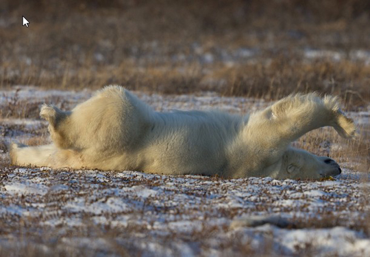 Polar Bear rolling around on the tundra at Seal River Lodge.