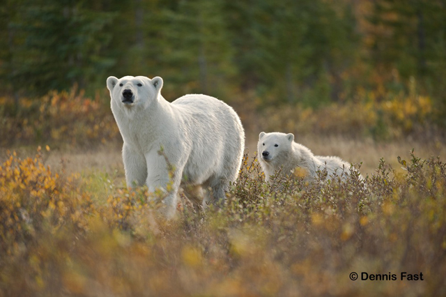 Polar Bear Mom and Cub at Nanuk Polar Bear Lodge