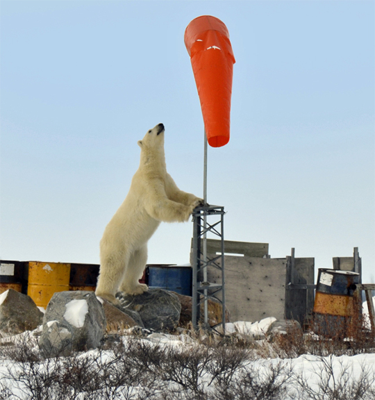 Polar bear says, "I know you're in there." to windsock at Seal River Lodge.