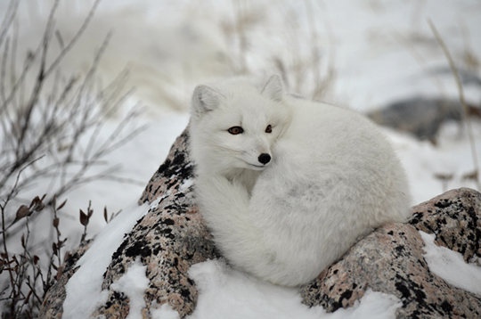Relaxed but intense gaze from Arctic Fox at Seal River Lodge.