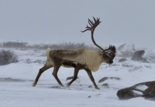 Caribou running windy cold!