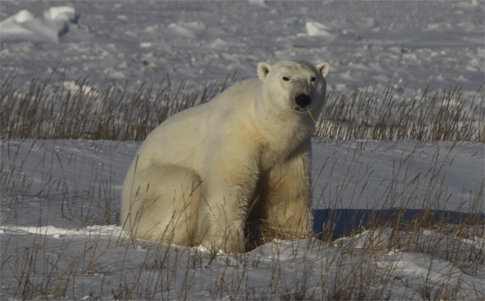 Forever watchful polar bear, Churchill, Manitoba.