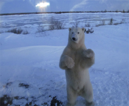 Polar bear standing at Dymond Lake Lodge, Great Ice Bear Adventure.