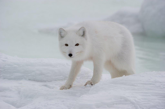 Arctic foxes have been seen in abundance this year