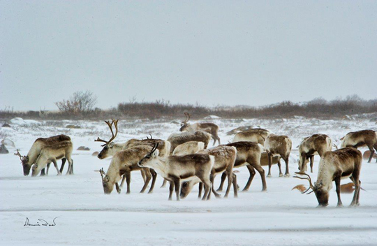 Qamanirjuaq caribou herd stops by for lunch. Dennis Fast photo.