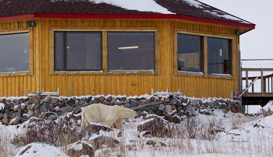 Polar bear outside Seal River Lodge