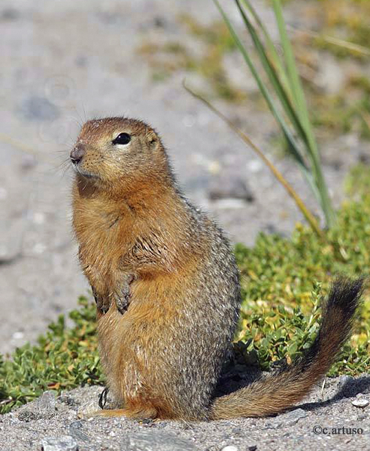 Arctic ground squirrels, commonly referred to as "sik-siks"  are common around the Lodge.