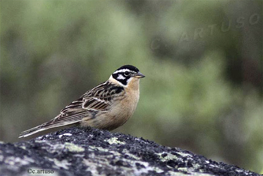 Rocky peat land is prime habitat for Smith's Longspur.