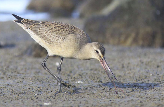Hudsonian Godwit feeding on worms at Seal River Lodge.