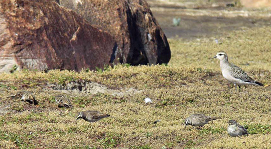 Lapland Longspur, Horned Lark and American Golden-Plover. Seal River, Canada.