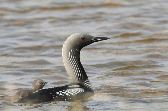 Pacific Loon with chick at Seal River.