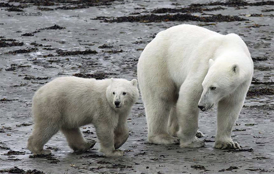 Polar bear mom and cub at Seal River