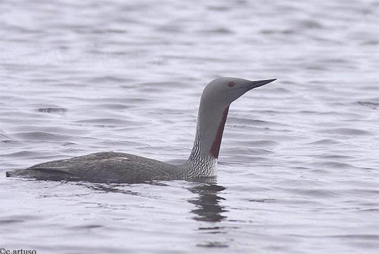 Red-throated Loon at Seal River.