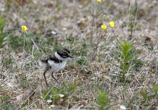Recently hatched Semipalmated Plover chick at Seal River.