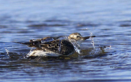 White-rumped Sandpiper takes a bath at Seal River Lodge, Manitoba, Canada.