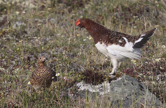 Willow Ptarmigan displaying to a female at Seal River.