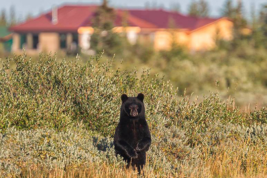 Curious black bear at Nanuck Polar Bear Lodge.