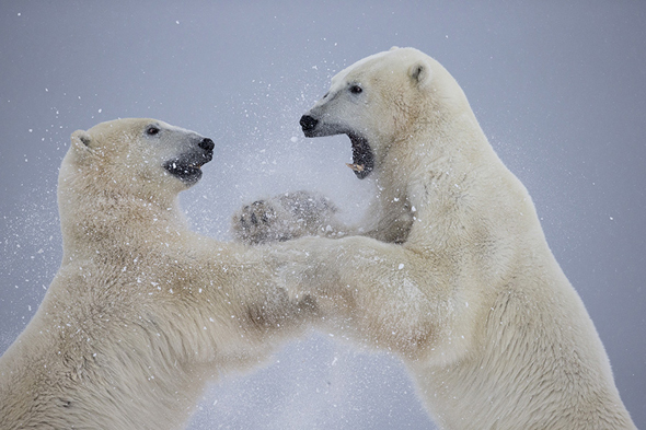 Polar bears sparring at Seal River Heritage Lodge