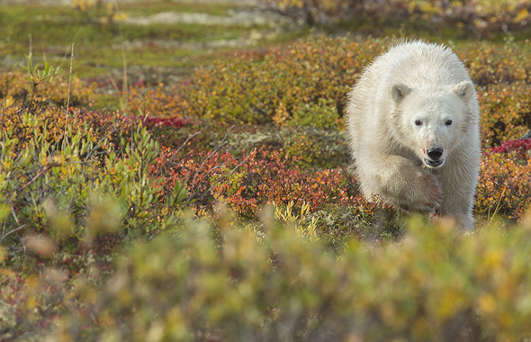 Polar bear cub at Nanuk Polar Bear Lodge - Robert Postma photo