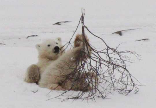 Polar bear leisure activities.