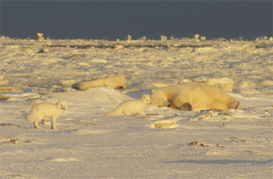 Arctic foxes getting ready to wake up a sleeping giant polar bear at Dymond Lake.