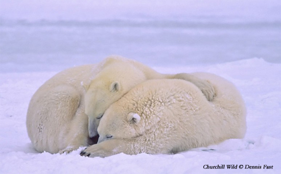 Polar bears relaxing north of Churchill at Seal River Heritage Lodge after sparring. Dennis Fast photo.
