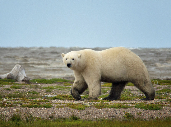 Polar bear walks the Hudson bay coast at Nanuk Polar Bear Lodge. Jo Eland photo.