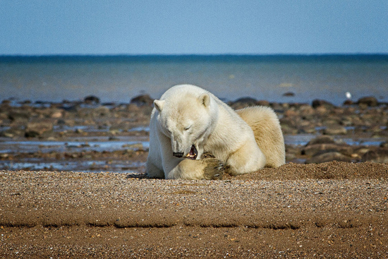 Polar bear relaxing on a gravel bar at Nanuk. Jo Eland photo.