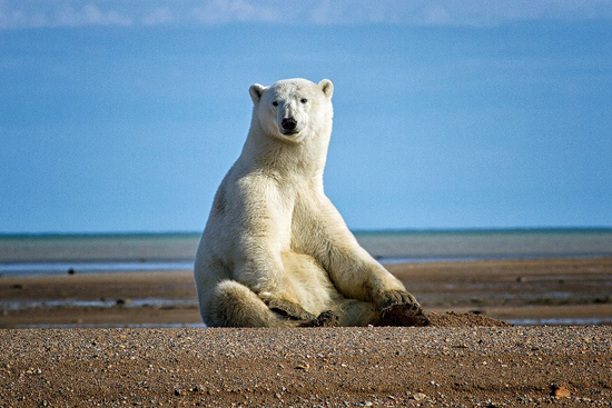 Polar bear sitting on gravel bar at Nanuk Polar Bear Lodge. Jo Eland photo.