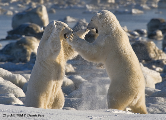 Polar bears sparring near Seal River Heritage Lodge. Dennis fast photo