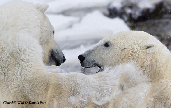 Polar bears wrestling eye-to-eye on the sea ice at Seal River. Dennis Fast photo.