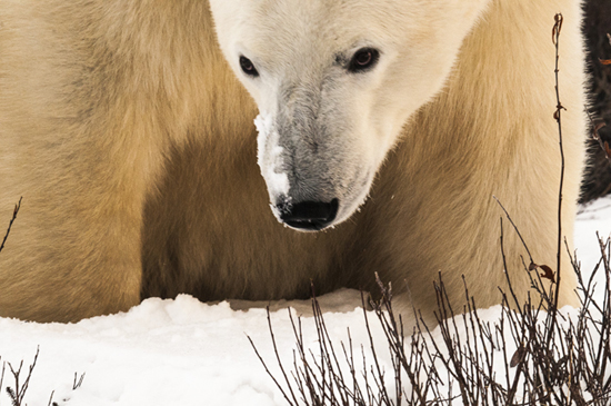 Polar bears that get too close are often housed before being relocated. Photo courtesy of Bob Wendt.