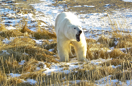 Polar bear at Seal River - Bob Jenkins photo