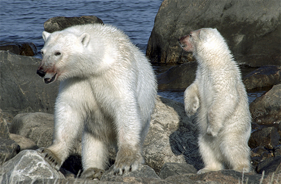Polar bear mom and cub after seal lunch at Seal River Lodge