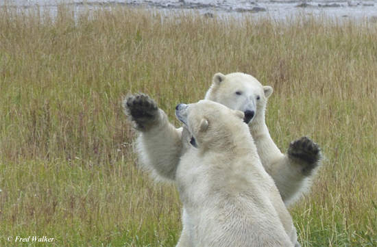 Young polar bears sparring. What a treat! Fred Walker photo.