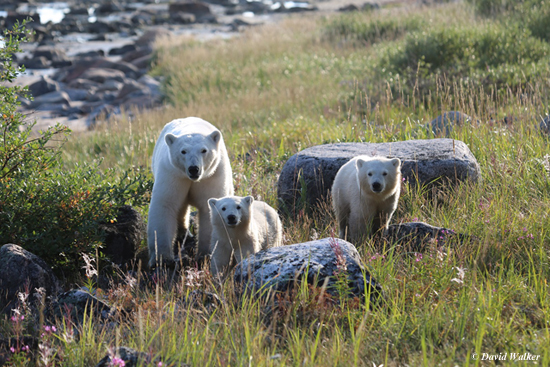 Polar bear family at Seal River Lodge. David Walker photo.