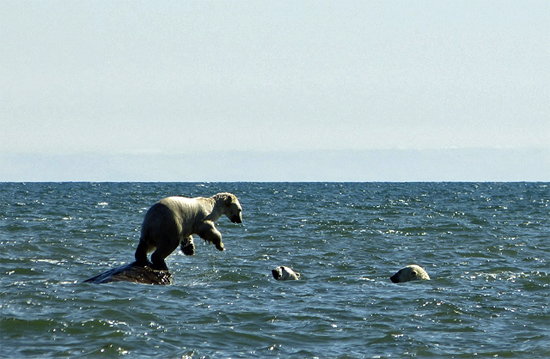 Polar bear pounces on rivals in Hudson Bay.