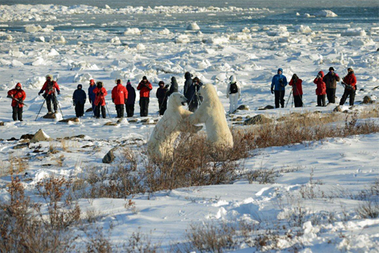 Polar bears sparring near Seal River Heritage Lodge. 