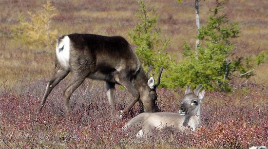 Caribou cuddles forthcoming.