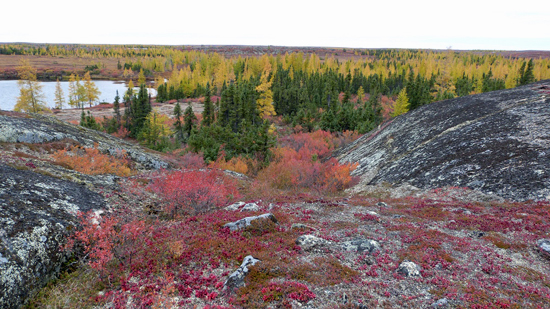 Vibrant fall colours on the tundra.