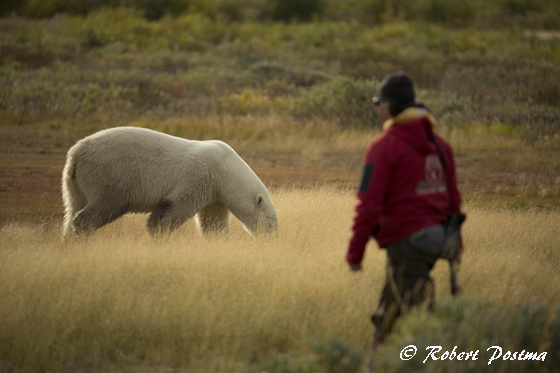 Polar bear and guide at Nanuk Polar Bear Lodge