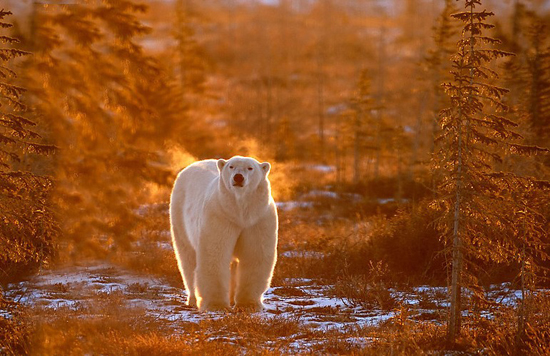 Polar Bear at Dymond Lake Lodge -- Dennis Fast Photo