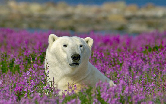 Polar Bear in Fireweed -- Dennis Fast photo