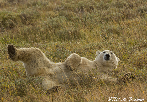 Polar bear rolling in the grass at Nanuk